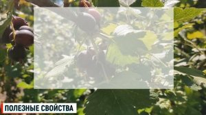 ЙОШТА полезные свойства и противопоказания ягоды / ЙОШТА ягода польза и вред для организма