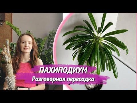 ПАХИПОДИУМ Разговорная пересадка