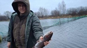 Шнурки одолевают