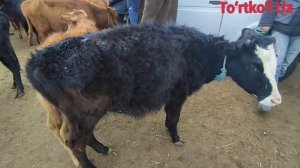 04.02.2021 TURTKUL MOL BOZOR TOʻRTKOʻL| 04.04.2021 ТУРТКУЛ МОЛ БОЗОР НАРХЛАРИ