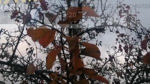 Рубрика Укрозомби