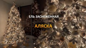 Заснеженная ель "Аляска"