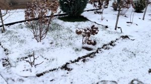 Прогулка по саду, новые редкие растения и первый снег! Метасеквойя и Криптомерия.