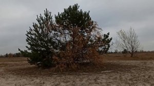 Лунный календарь стрижки волос на декабрь 2024.Самые благоприятные дни.