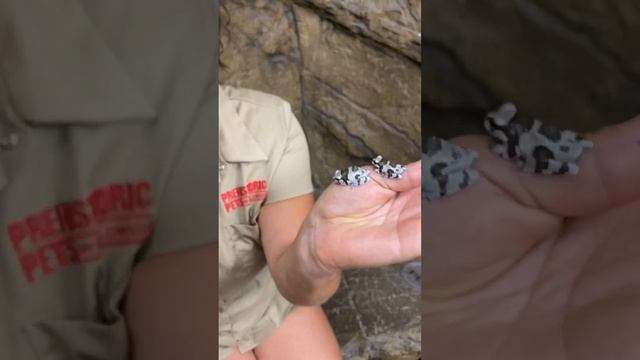 These Adorable Frogs Have A Unique Camoflauge! 😳🐸 смотреть онлайн