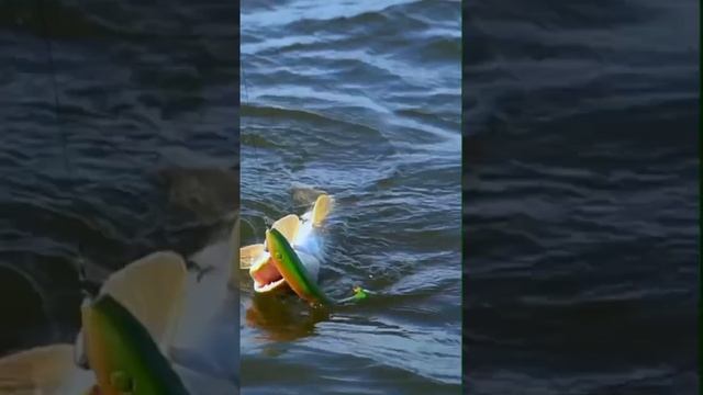 Ловля на крупный силикон #pike #рыбалка #norstream #fishing #спиннинг