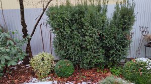 Чем мульчирую сад, прогулка по саду в конце ноября 2024 г. Пятигорск. #южныйсад#мульчавсаду#хвойные