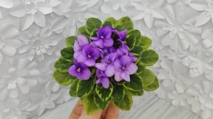 Фиалка химера Rob's Lucky Charm