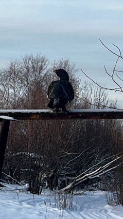 Глухари в городе!!!