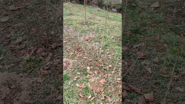 Фундук в Закарпатті, огляд саду і посадка ведмежого. смотреть онлайн