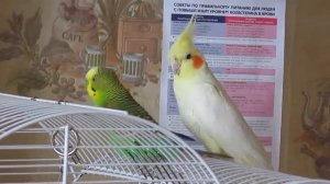 Попугай Корелла и Волнистый попугай прикол