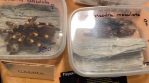 REPTILIUM Москва октябрь 2024. В конце покажу, что купили.