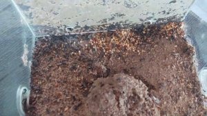 Моя колония Messor barbarus 26.07.2023