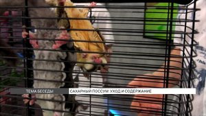 Сахарный поссум: уход и содержание