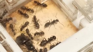 Рассказываю о своей семье Camponotus japonicus