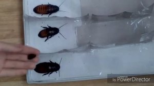 Гонки тараканов, не получилось.