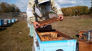 Формирование пчелиного гнезда в зиму.