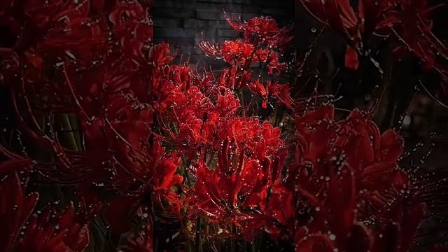 Ликорис красный или огненный (Lycoris sanguinea)