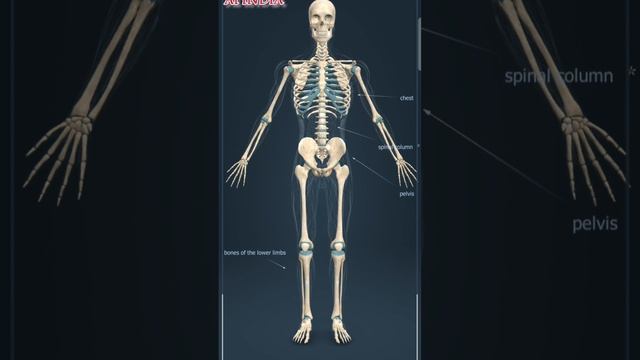 3D View of Human Body viral shortvideo ai doctor documentary