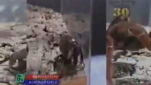 Жук носорог против таранула-Beetle rhinoceros against taranula.
