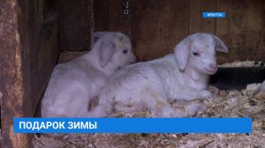 В Иркутском зоосаде родились два зимних козленка