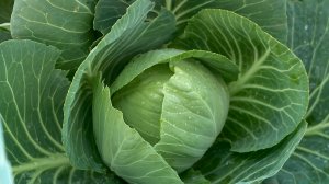 Житель Новоизобильного получил выплату по социальному контракту