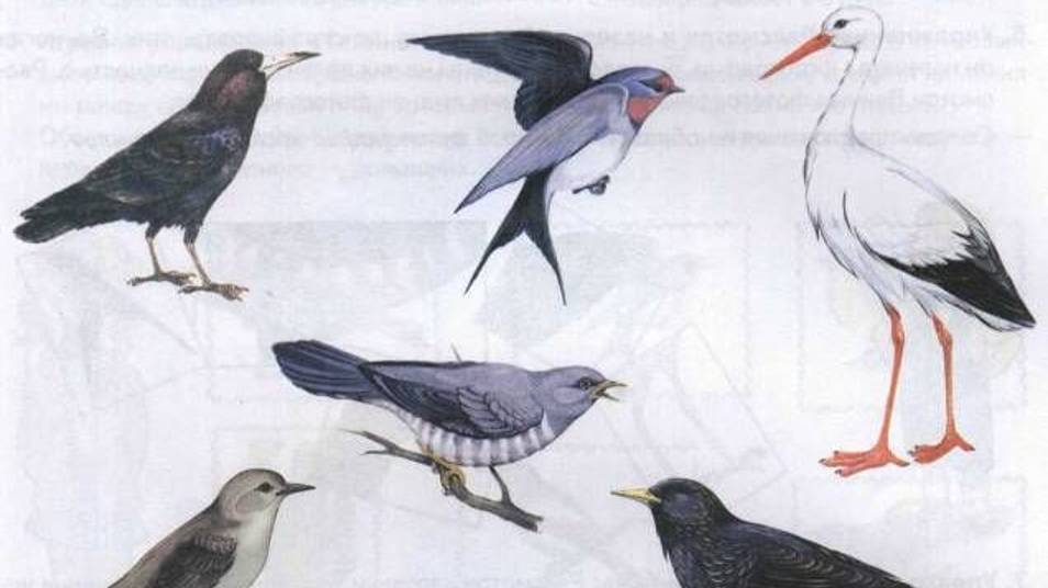 Перелетные Птицы Для Детей _ Изучаем Перелетных Птиц