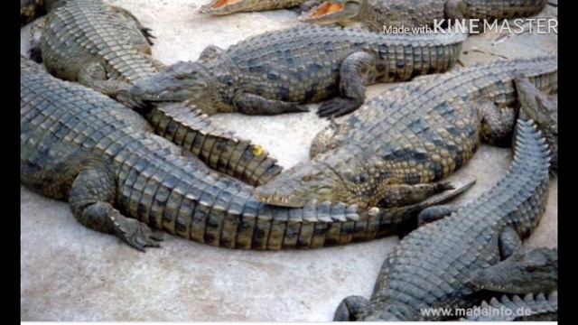 Топ Фактов О крокодилах)🐊🐊