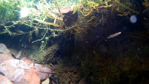 Ривулусы в канаве, красота подводного мира канав