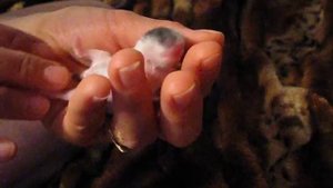 Спящий мальчик 2