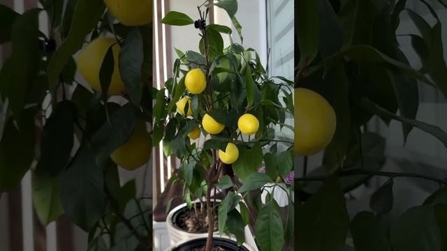 Эффект «Вау» от компании «КАКСВОИМ»