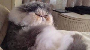 Смешные коты !!! Лучшая подборка с смешными котами !!! Подборка #17