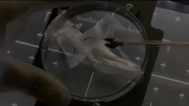 🎥 Живое (Life) 2017