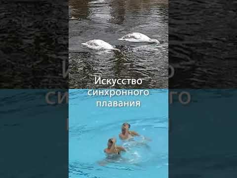 Искусство синхронного плавания. Примеры природа и олимпиада #Shorts