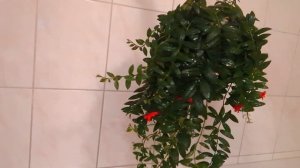 Красивый цветок эсхинантус Мона Лиза 🌺 Поливаю цветы.