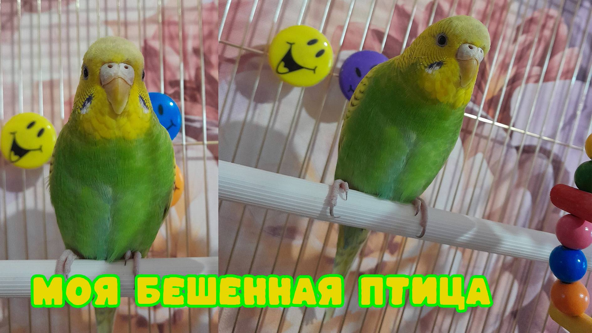 Звуки волнистых попугаев.