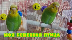 Звуки волнистых попугаев.
