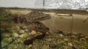 Черепаха медленная?