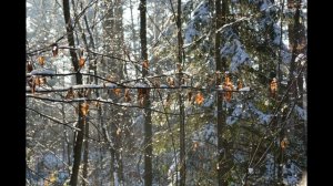 День и ночь роняет сердце ласку