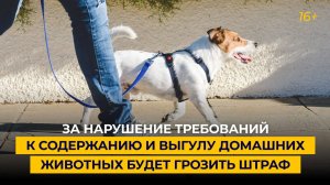 За нарушение требований к содержанию и выгулу домашних животных будет грозить штраф