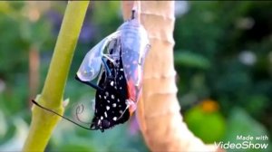 Бабочки с полным превращением