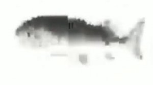 рыба крутящаяся под рапапа рапапа