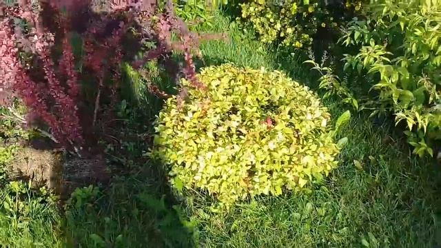 Крестный ход. Варлаамо- Хутынский монастырь. смотреть онлайн