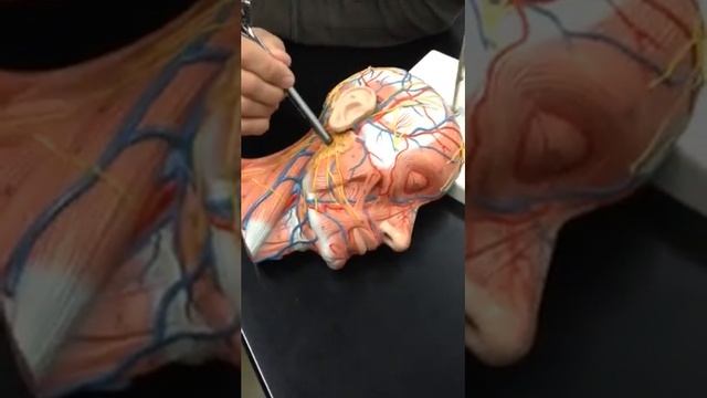 Human head muscles