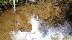 Головастики в луже