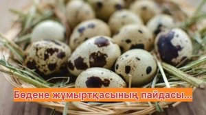 Бөдене жұмытрқасының пайдасы.Күнде таңертең аш қарынға ішсе не болатынын көріңіз!