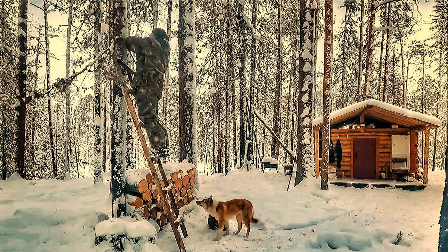 Лесная избушка
