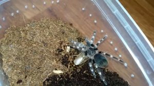 Nhandu coloratovillosus против большого мраморного таракана