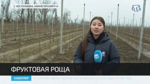 В Нижнегорском районе появился новый яблоневый сад