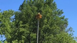 Federal Signal 3t22A Tornado Siren Test, 1 Min of Alert, Warrenville, Illinois 6/2/20
